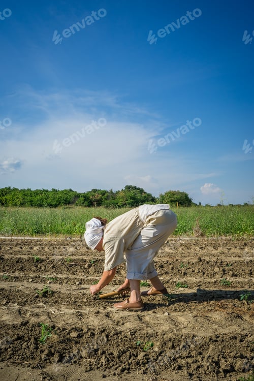 Preview: Woman farmer planting young tomatoes plants