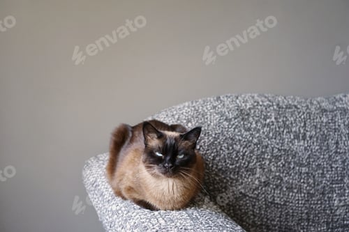 Preview: siamese cat resting on couch armrest in living room
