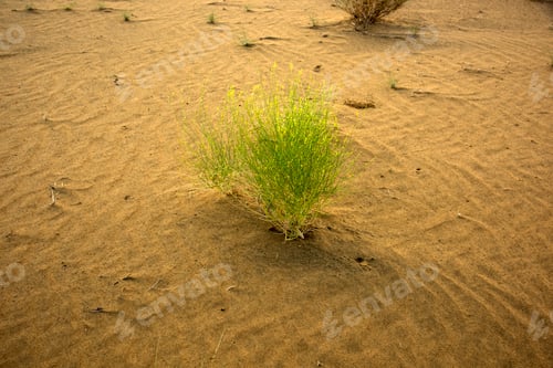 Preview: Thar desert, Jaisalmer, Rajasthan, India.