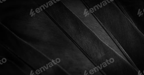 Preview: black feather pigeon macro photo. texture or background