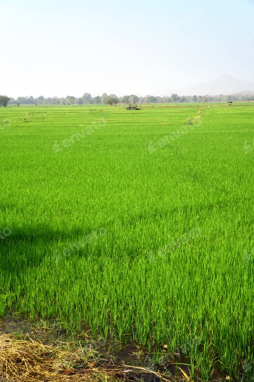 Preview: Paddy Rice Field Background