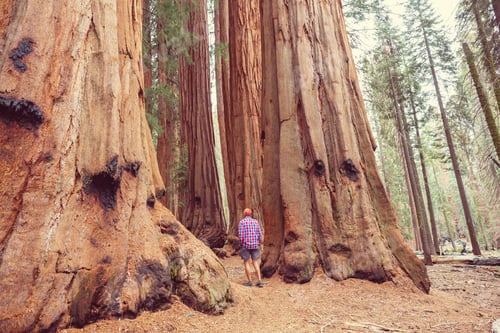 Preview: Sequoia