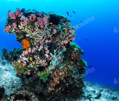 Preview: Amazing underwater world, Underwater world scene.