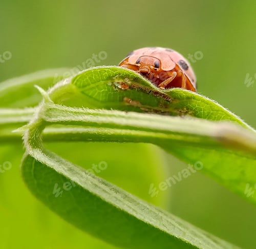 Preview: Ladybug