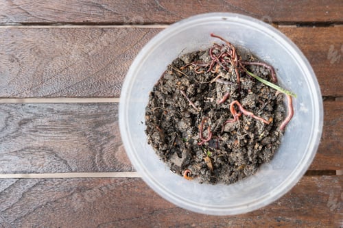Preview: Overhead view on crumps of red wiggler earthworms in container for vermicomposting