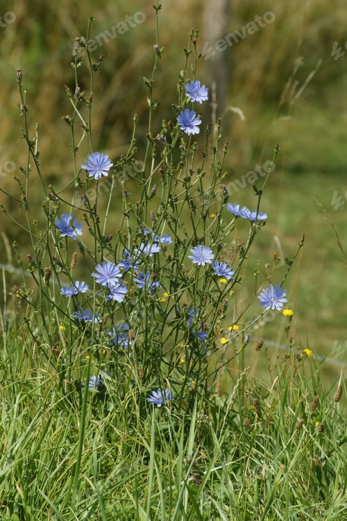 Preview: Closeup on a blue blossoming wild cichory , Cichorium intybus at the roadside