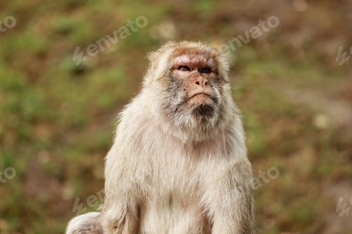 Preview: portrait of a monkey in the park. Wild monkey family at sacred monkey forest. monkeys live