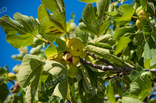Preview: Green fig tree in the garden. Agriculture concept photo.