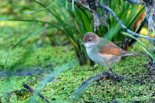 Preview: Lesser whitethroat or Sylvia curruca in the nature