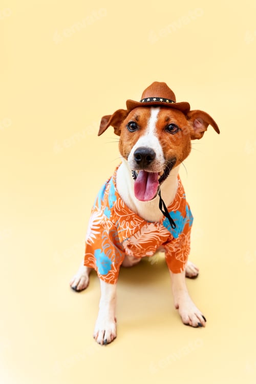 Preview: ack Russell terrier breed in a cowboy hat and Hawaiian shirt