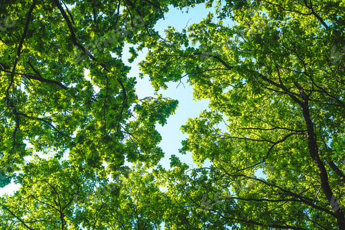 Preview: nature