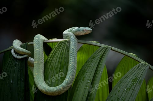 Preview: A Snake in Costa Rica