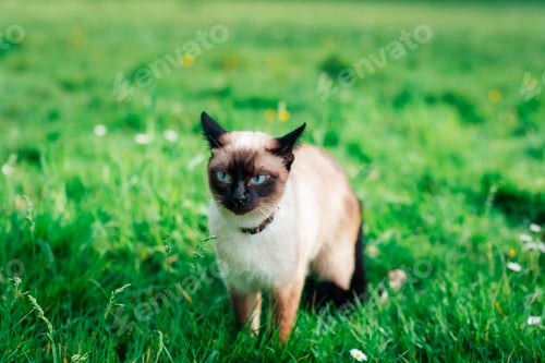 Preview: Siamese cat with blue eyes sitting in green grass