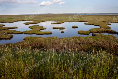 Preview: Tranquil wetland landscape at dusk
