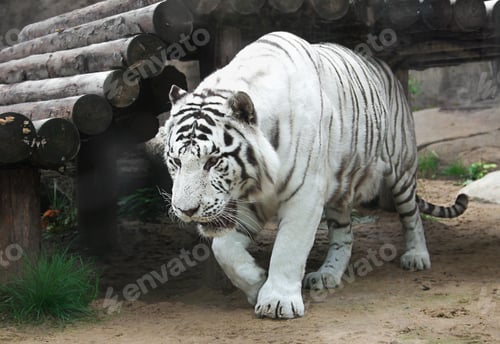 Preview: White tiger in the natural environment.