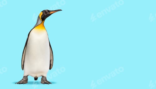 Preview: King penguin standing in front, on a blue background