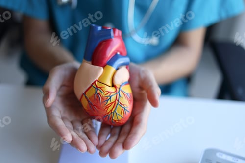 Preview: Doctor using heart model to explain blood flows direction.