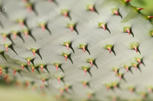 Preview: Succulent Plant Leaf with Red Thorns