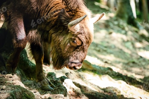 Preview: Wild wisent in the forest closeup on head