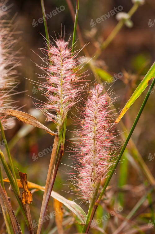 Preview: Wild flower in meadow, grass flower Nature background.