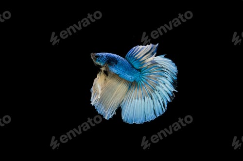 Preview: Beautiful colorful of siamese betta fish