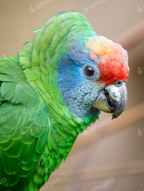Preview: Portrait of a red-tailed amazon (Amazona brasiliensis)
