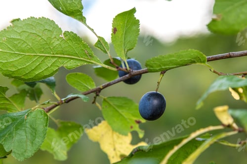 Preview: damson plum fruit on branch