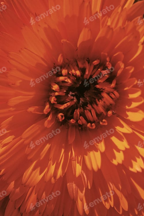 Preview: Closeup of orange flower