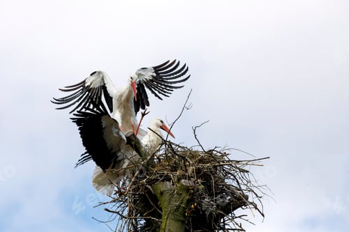Preview: Mating white storks (Ciconia ciconia) on the nest