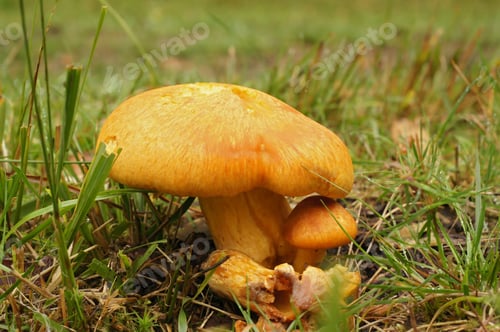 Preview: Closeup on a laughing gym or spectacular rustgill mushroom, Gymnopilus junonius