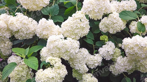 Preview: White garden hydrangea blooming in summer garden