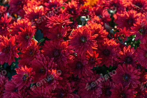 Preview: Fresh Bright Red Chrysanthemums Bushes In Autumn Garden