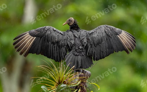 Preview: Black Vulture Perched with Wings Spread (Coragyps atratus)