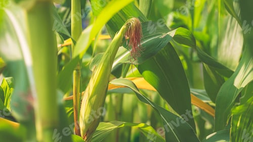 Preview: Close up of young sweet corn pod growing from the stem with many green leaves in cornfield