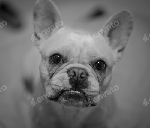 Preview: Grayscale of a cute white bulldog