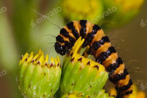 Preview: Orange and black caterpillar on plant