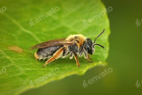 Preview: Closeup shot of a female Early Mining Bee, Andrena haemorrhoa on a green lea