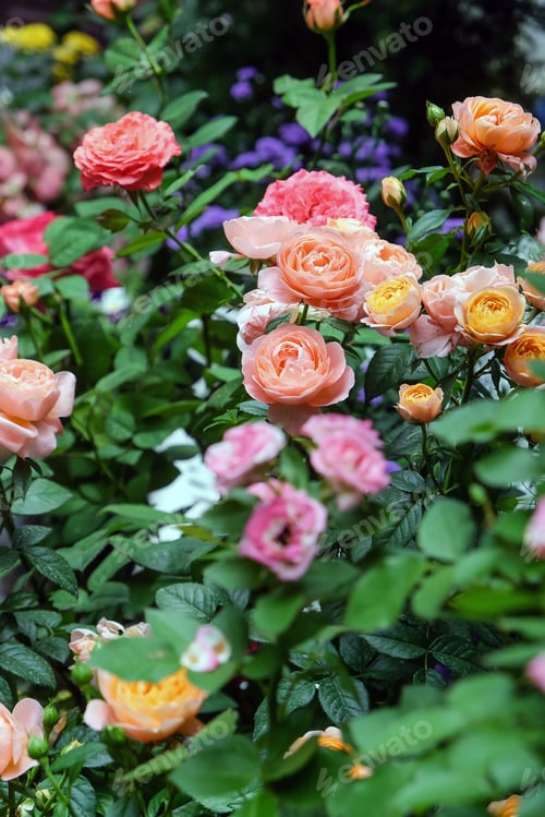 Preview: Colorful roses in the garden.