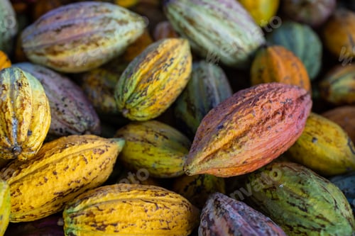 Preview: Fresh cocoa pod harvest in chocolate factory