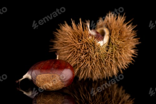 Preview: Chestnuts on a black reflective background