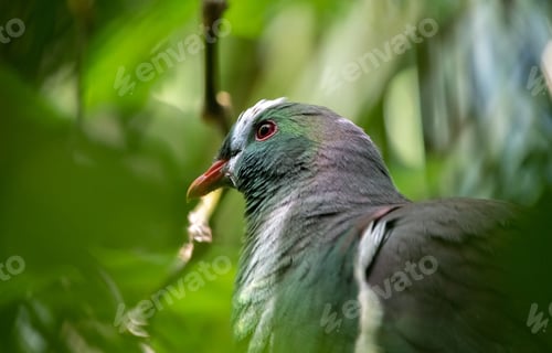 Preview: Rock dove standing on a rock, gazing off into the distance with a bright red beak