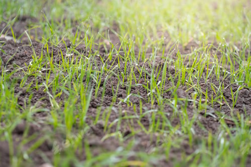 Preview: Photo of green plant on a farm