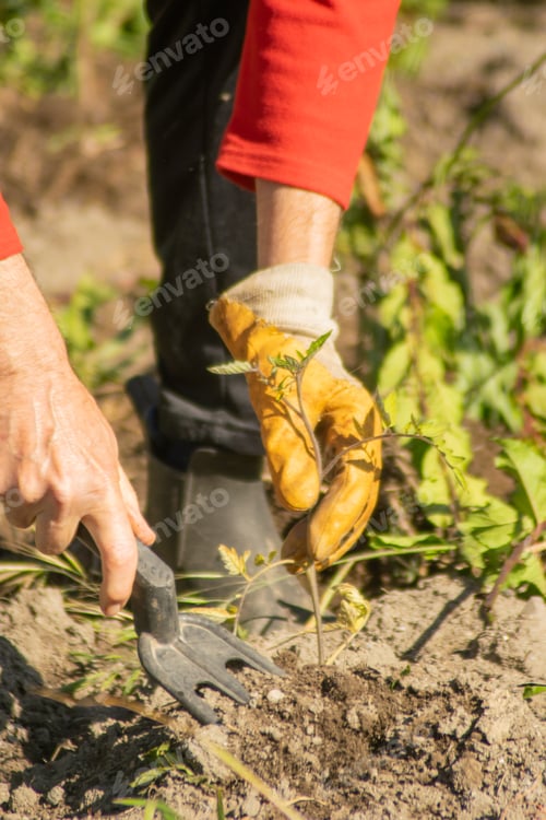 Preview: hands of a man working in a vegetable garden