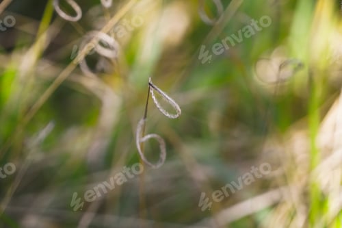 Preview: Green grass - rural nature