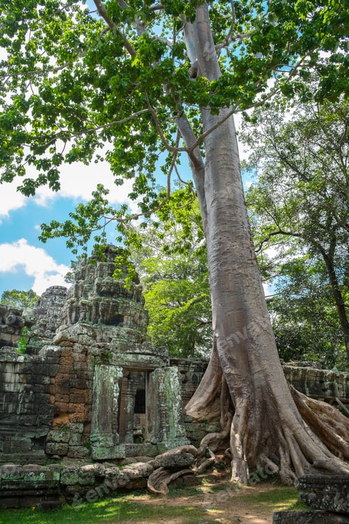 Preview: Tree growing on ancient Ta Prohm Temple, Siem Reap, Siem Reap, Cambodia