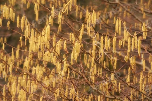 Preview: Springtime