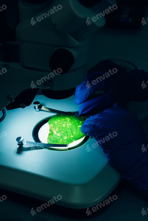 Preview: cropped image of scientist examining green leaf under microscope in laboratory