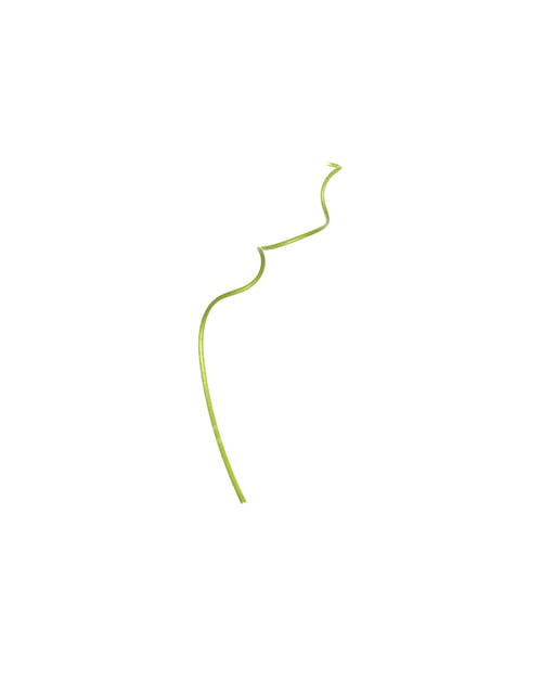 Preview: Green ivy leaf isolated on white background