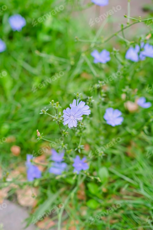 Preview: Cichorium field plantation. Flowering wild grass in a meadow.