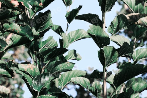 Preview: Green natural background